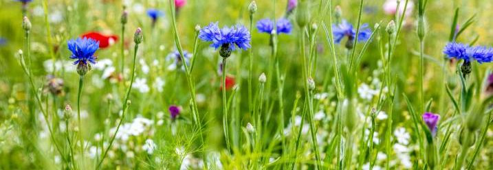 Blühende Sommerwiese mit Kornblumen